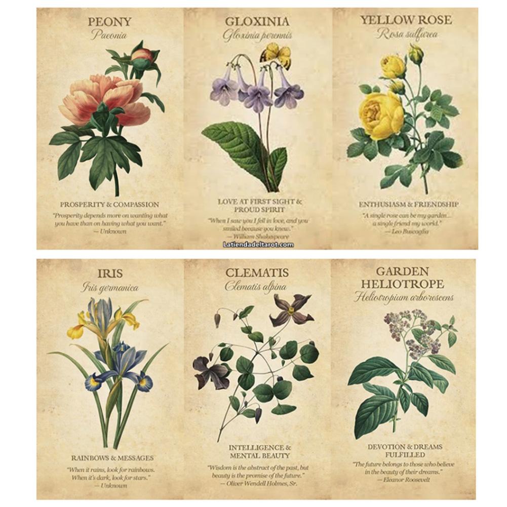 Inspirasi botani kartu Oracle  - Board Game Inspiration ulasan dan harga
